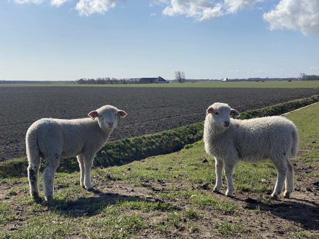 Lammetje 2